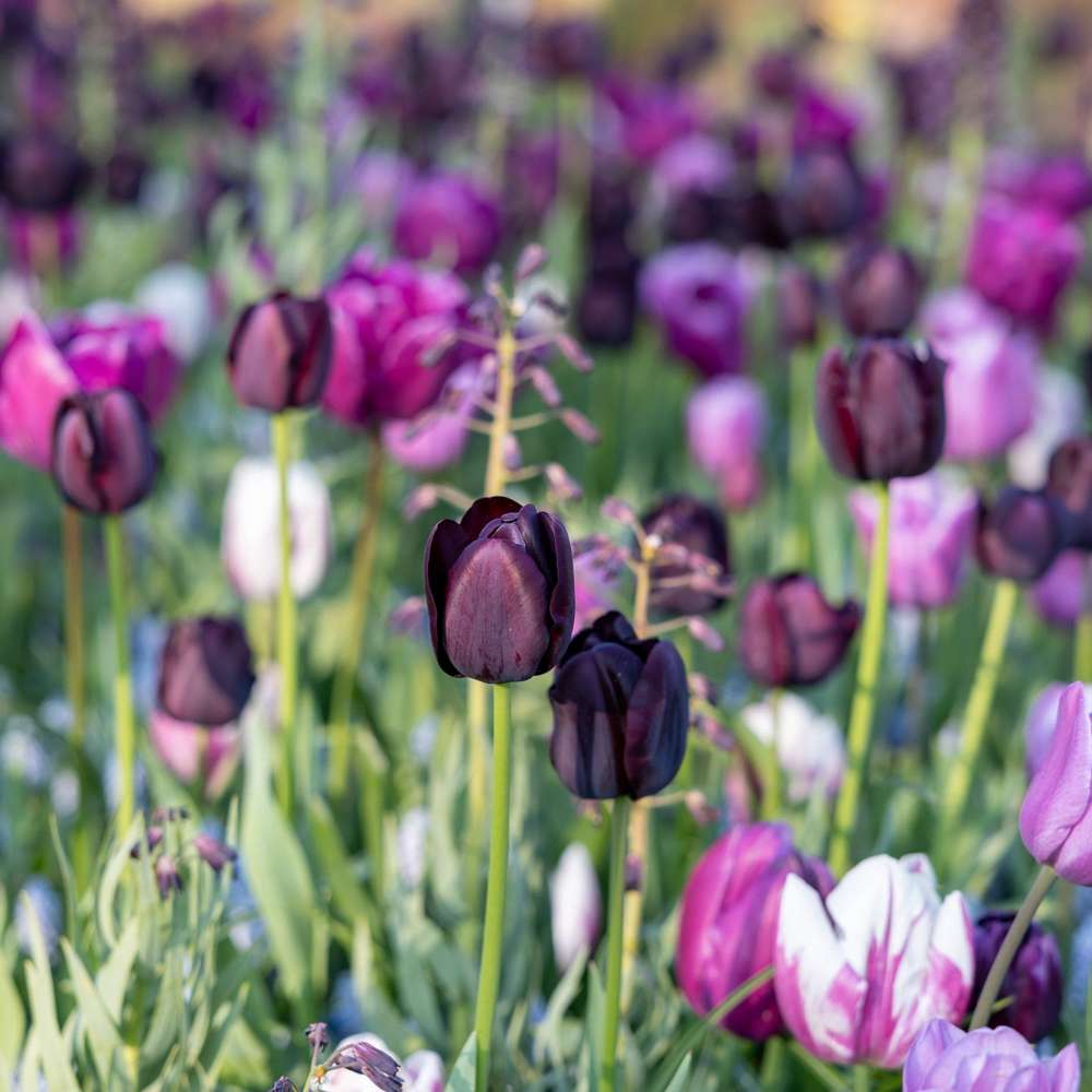 'Mystery' exklusiv lökmix